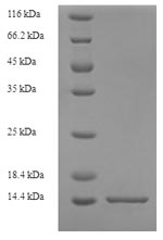Recombinant Rat Protein S100-A8(S100a8)