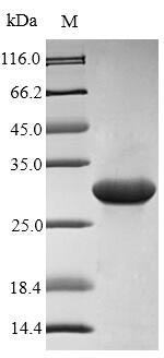 Recombinant Rat Protein S100-A9(S100a9)