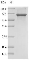Recombinant Rat Sulfotransferase family cytosolic 1B member 1(Sult1b1)