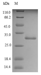 Recombinant Rat Trypsin-4(Try4)