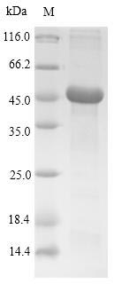 Recombinant Rat Tryptase(Tpsab1)