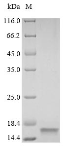 Recombinant Rat Vesicle-associated membrane protein 2(Vamp2),partial