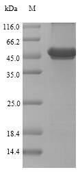 Recombinant Renilla reniformis Coelenterazine h 2-monooxygenase
