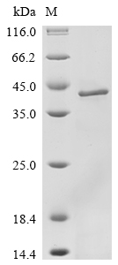 Recombinant Reovirus type 3 Outer capsid protein sigma-3(S4)