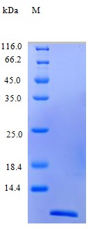 Recombinant Rhesus Macaque Eotaxin protein(CCL11) (Active)
