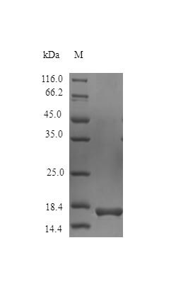 Recombinant Rhesus Macaque Interferon gamma protein(IFNG) (Active)