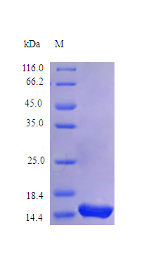 Recombinant Rhesus Macaque Interleukin-3 protein(IL3) (Active)