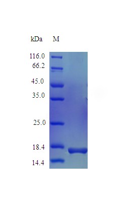 Recombinant Rhesus Macaque Tumor necrosis factor protein(TNF),partial,(Active)