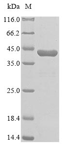 Recombinant Rhizobium sullae Copper-containing nitrite reductase(nirK)
