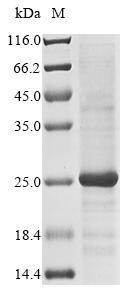 Recombinant Rotavirus A Non-structural glycoprotein 4,partial
