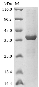 Recombinant Saccharomyces cerevisiae 3-methyl-2-oxobutanoate hydroxymethyltransferase(ECM31)