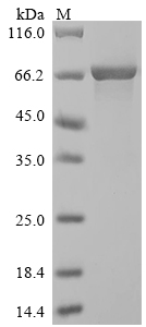 Recombinant Saccharomyces cerevisiae Alpha-1,3-mannosyltransferase MNT3(MNT3),partial