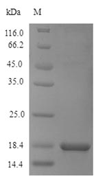 Recombinant Saccharomyces cerevisiae Dipeptidyl aminopeptidase A(STE13),partial