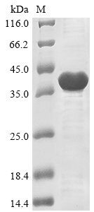 Recombinant Saccharomyces cerevisiae Dolichyl-phosphate-mannose--protein mannosyltransferase 3(PMT3),partial