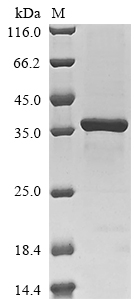 Recombinant Saccharomyces cerevisiae Dolichyl-phosphate-mannose--protein mannosyltransferase 5(PMT5),partial