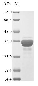 Recombinant Saccharomyces cerevisiae Heat shock protein SSA1 (SSA1),partial