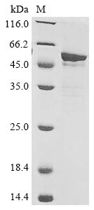 Recombinant Saccharomyces cerevisiae Medium-chain fatty acid ethyl ester synthase/esterase 2(EHT1)