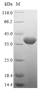 Recombinant Saccharomyces cerevisiae Nucleoside diphosphate kinase(YNK1)