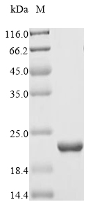 Recombinant Saccharomyces cerevisiae Nucleoside diphosphate kinase(YNK1)