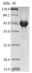 Recombinant Saccharomyces cerevisiae Serine/threonine-protein kinase CAK1(CAK1)
