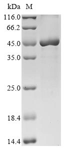 Recombinant Saccharomyces cerevisiae Sterol-4-alpha-carboxylate 3-dehydrogenase, decarboxylating(ERG26)