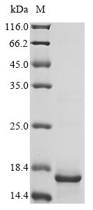 Recombinant Salmonella enteritidis Cold shock protein CspA(cspA)