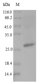 Recombinant Salmonella typhi DNA-binding protein HU-beta(hupB)