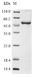 Recombinant Salmonella typhi DNA gyrase subunit B(gyrB),partial