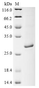 Recombinant Salmonella typhimurium Beta-lactamase CTX-M-2(bla)