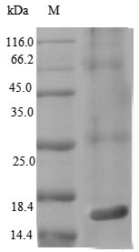 Recombinant Salmonella typhimurium Protein PrgJ(PrgJ)