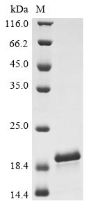 Recombinant Sheep Serum amyloid A protein(SAA1)