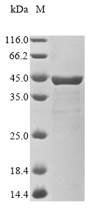 Recombinant Shigella flexneri Invasin ipaB(ipaB),partial