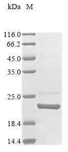 Recombinant Shigella sonnei Transcriptional activator of defense systems(marA)