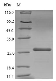 Recombinant Spinacia oleracea Plastocyanin,chloroplastic(PETE),partial