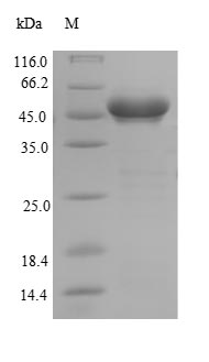 Recombinant Staphylococcus aureus  Clumping factor A(clfA),partial
