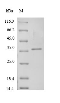 Recombinant Staphylococcus aureus  Clumping factor A（clfA),partial