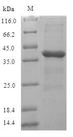 Recombinant Staphylococcus aureus Adapter protein MecA(mecA)