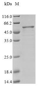 Recombinant Staphylococcus aureus Cell division protein FtsZ(ftsZ)
