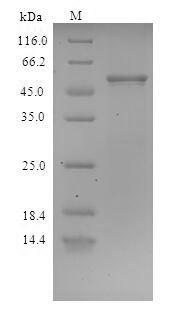 Recombinant Staphylococcus aureus Clumping factor A(clfA) ,partial