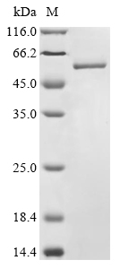 Recombinant Staphylococcus aureus Clumping factor A(clfA),Partial
