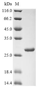 Recombinant Staphylococcus aureus Dihydrofolate reductase(folA)
