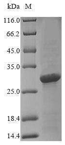 Recombinant Staphylococcus aureus Enterotoxin type A(entA)