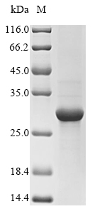 Recombinant Staphylococcus aureus Enterotoxin type A(entA),partial