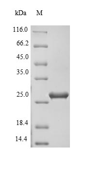 Recombinant Staphylococcus aureus Enterotoxin type C-2(entC2)