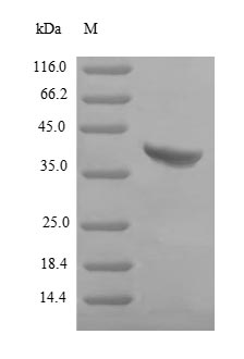 Recombinant Staphylococcus aureus Gamma-hemolysin component B(hlgB)