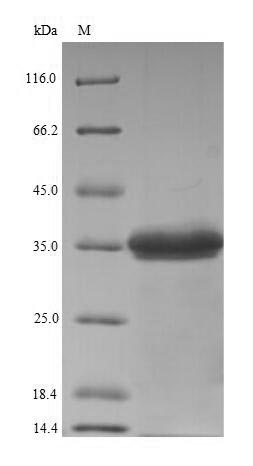 Recombinant Staphylococcus aureus Gamma-hemolysin component C(hlgC)