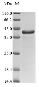 Recombinant Staphylococcus aureus Glycyl-glycine endopeptidase lytM(lytM)