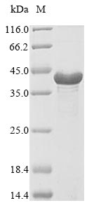 Recombinant Staphylococcus aureus Iron-regulated surface determinant protein A(isdA)