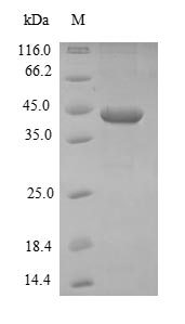 Recombinant Staphylococcus aureus Iron-regulated surface determinant protein B(isdB),partial