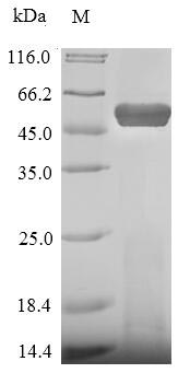 Recombinant Staphylococcus aureus Leukocidin-F subunit(lukF)